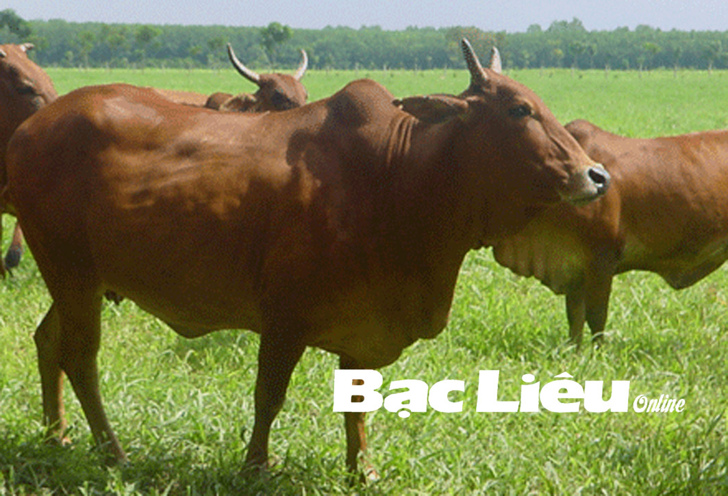 Nhiều triển vọng từ mô hình trồng cỏ nuôi bò  baoninhbinhorgvn