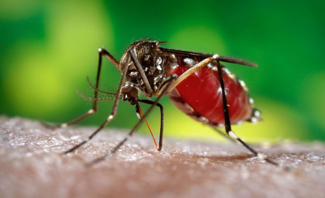 Đặc điểm của muỗi truyền bệnh sốt xuất huyết