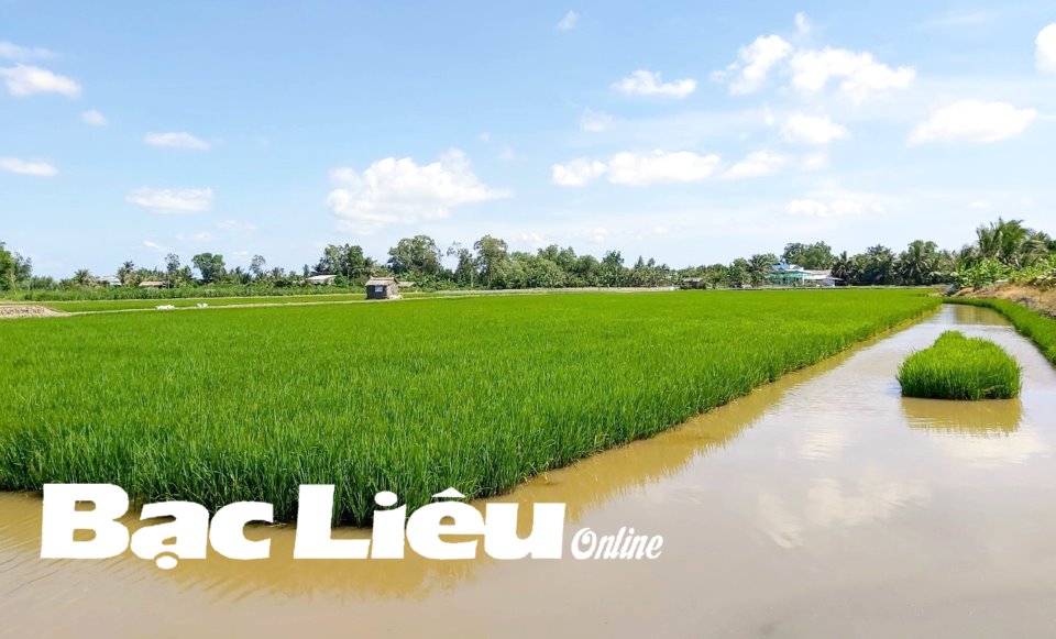 Luân canh lúa  tôm càng xanh Mô hình cũ cách làm mới  Tạp chí Thủy sản  Việt Nam