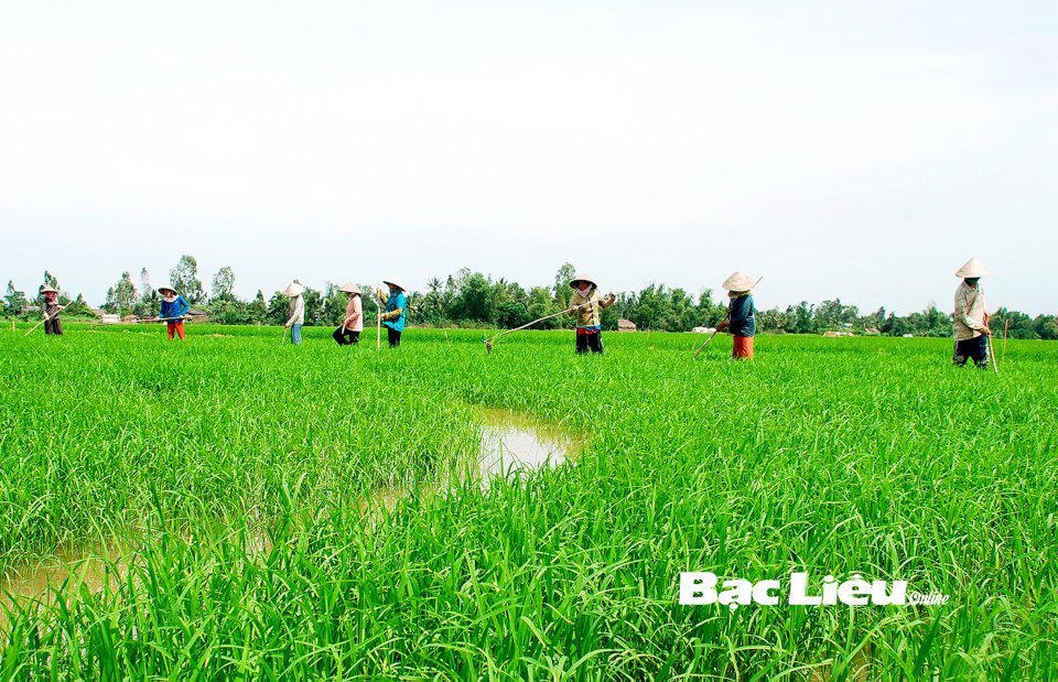 Long An Tập trung sản xuất lúa chất lượng cao  Báo Dân tộc và Phát triển