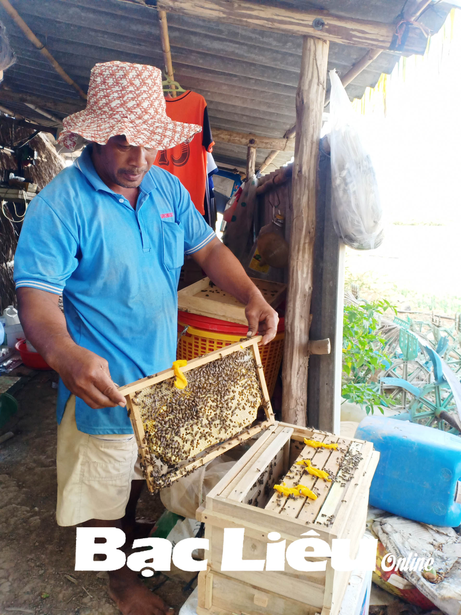 cách kiểm tra ong mật nuôi hàng ngày