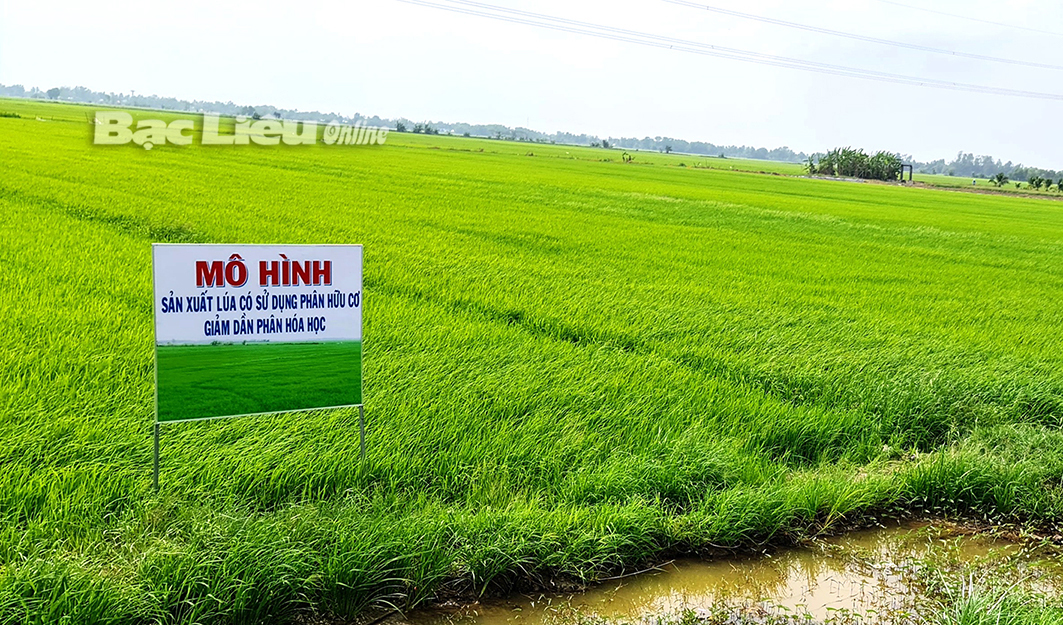 Nam Định xây dựng mô hình sản xuất lúa theo hướng hữu cơ
