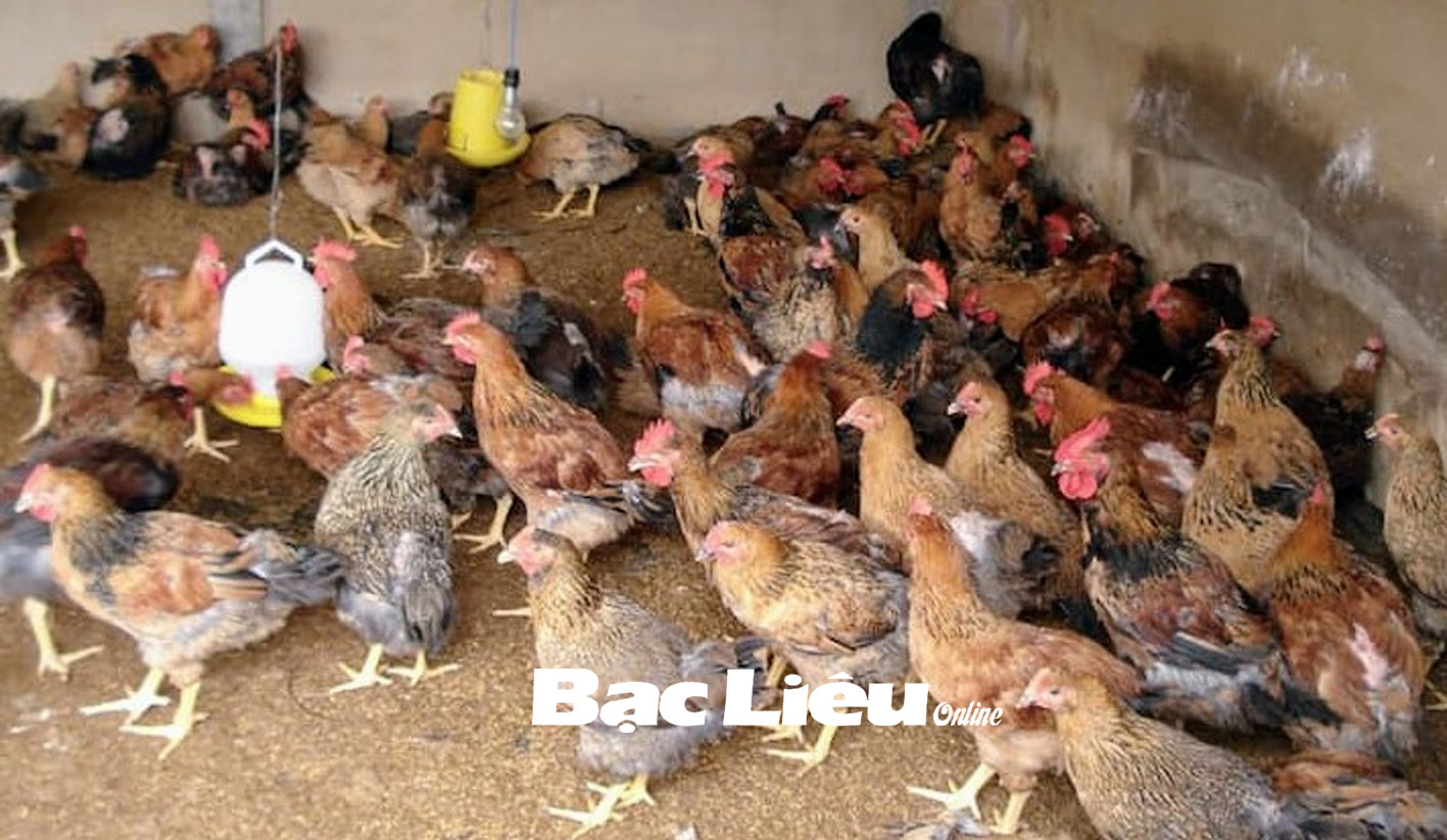 Điểm danh các mô hình nuôi gà phổ biến ở nông thôn Việt Nam