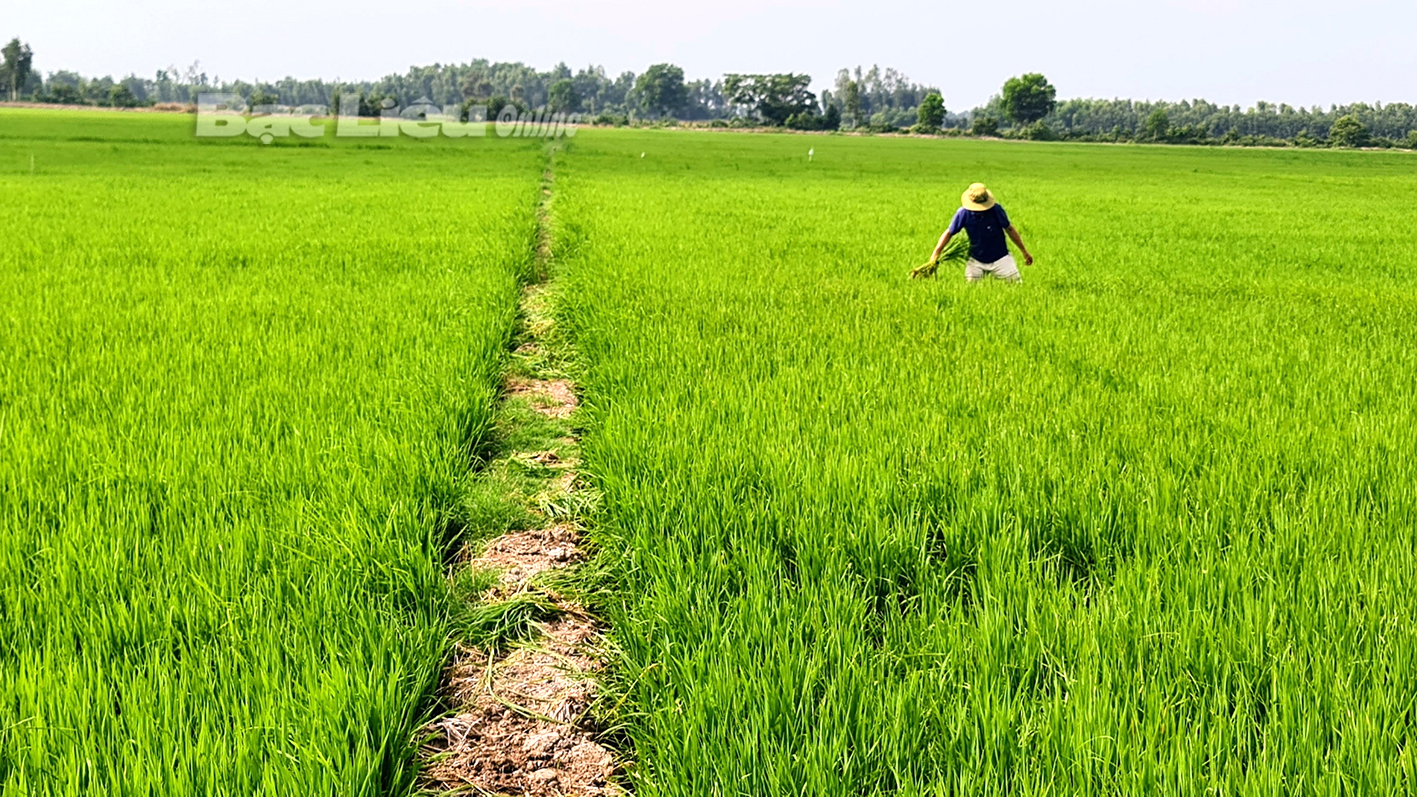 Chính sách hỗ trợ nông nghiệp: Thúc đẩy phát triển lúa chất lượng cao